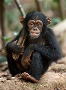 Chimpanzee Photo 25