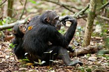 Chimpanzee Photo 17