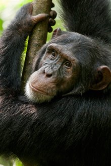 Chimpanzee Photo 29
