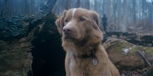 Good Boy Photo 2