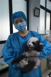 Pandas Photo 15