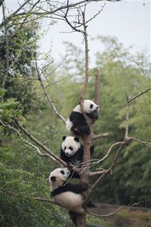 Pandas Photo 17