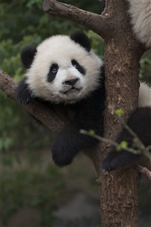 Pandas Photo 19