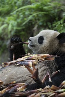 Pandas Photo 21