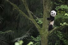 Pandas Photo 5