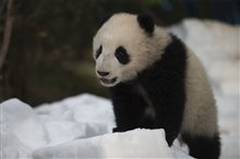 Pandas Photo 12