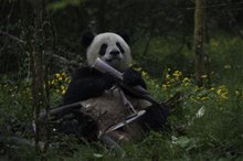 Pandas Photo 14