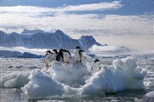 Penguins Photo 11