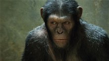Rise of the Planet of the Apes Photo 3