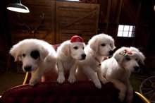 Santa Paws 2: The Santa Pups Photo 5