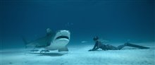Shark Whisperer (Netflix) Photo 5