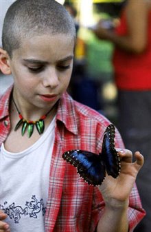 The Blue Butterfly Photo 11