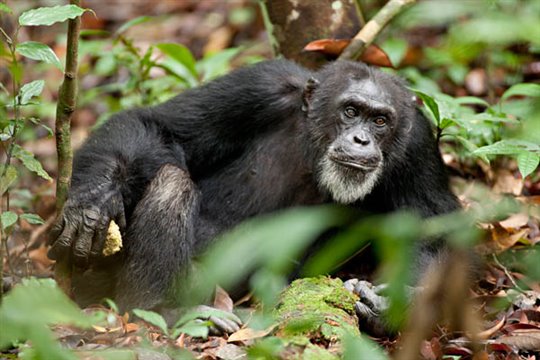 Chimpanzee Photo 13 - Large
