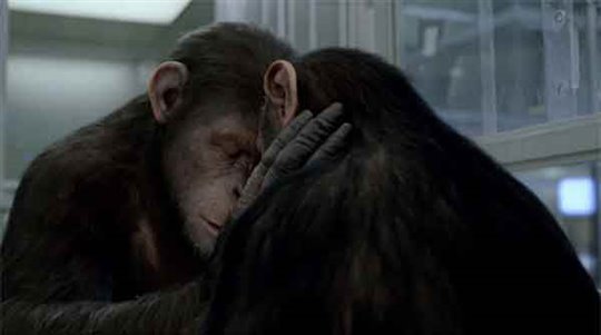 Rise of the Planet of the Apes Photo 5 - Large