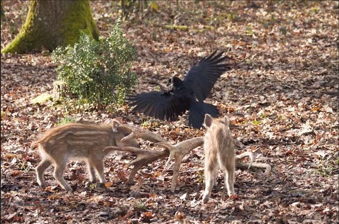 Bambi, l'histoire d'une vie dans les bois Photo 2 - Large