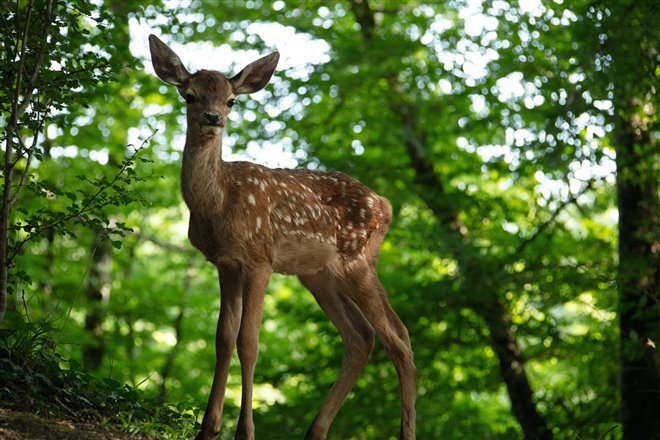 Bambi, l'histoire d'une vie dans les bois Photo 4 - Large