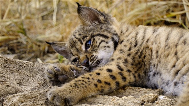 Born to Be Wild (Apple TV) Photo 3 - Large