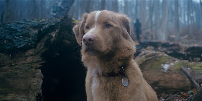 Good Boy Photo 2 - Large