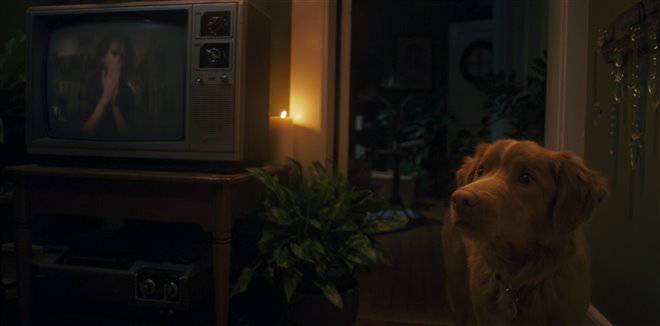Good Boy Photo 8 - Large