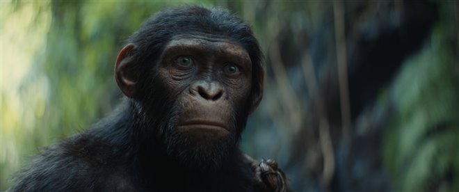 Kingdom of the Planet of the Apes Photo 1 - Large