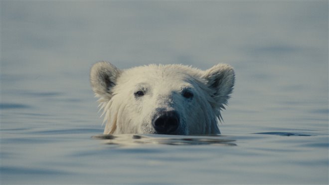 Nuisance Bear Photo 1 - Large