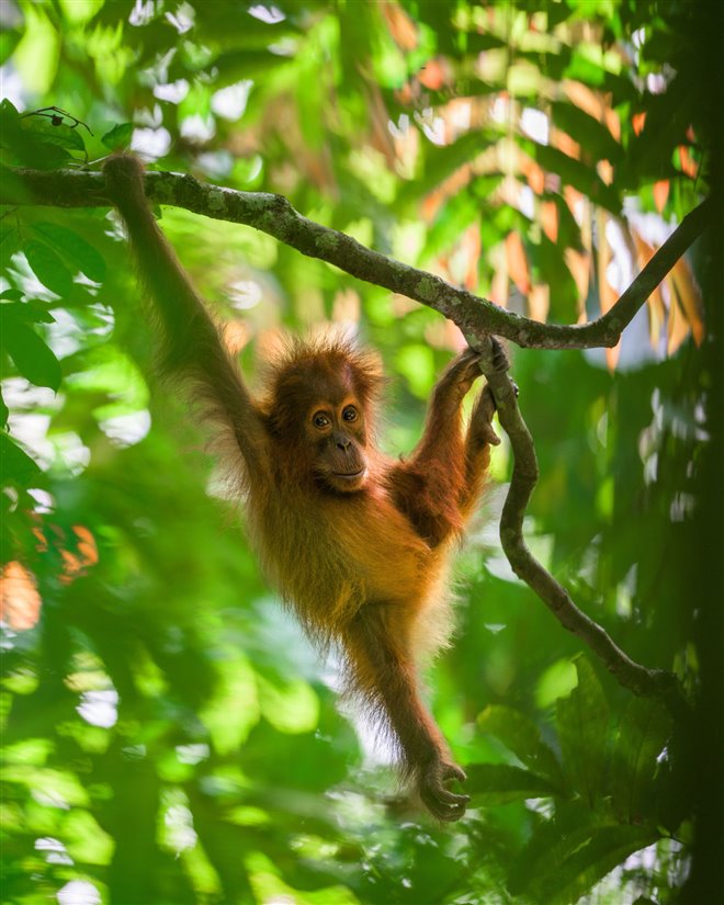 Orangutan (Disney+) Photo 3 - Large