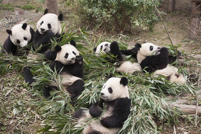 Pandas Photo 2 - Large