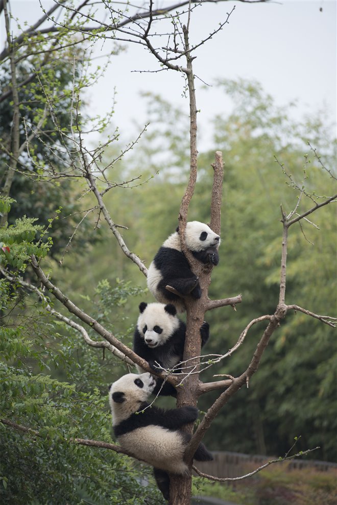 Pandas Photo 17 - Large