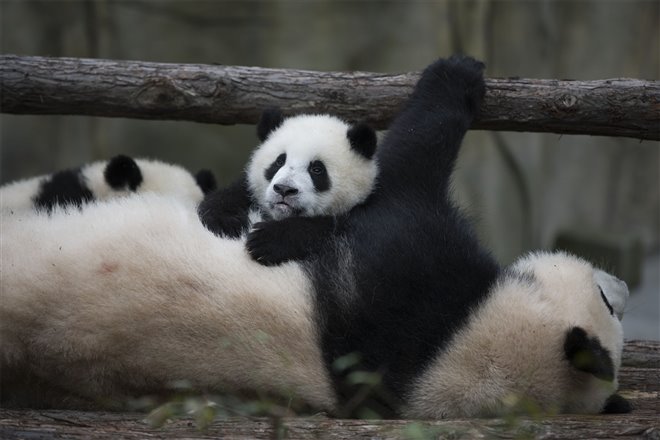 Pandas Photo 7 - Large