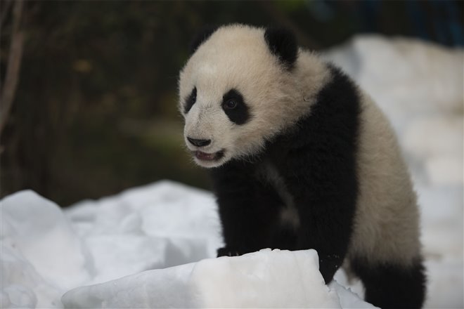Pandas Photo 12 - Large