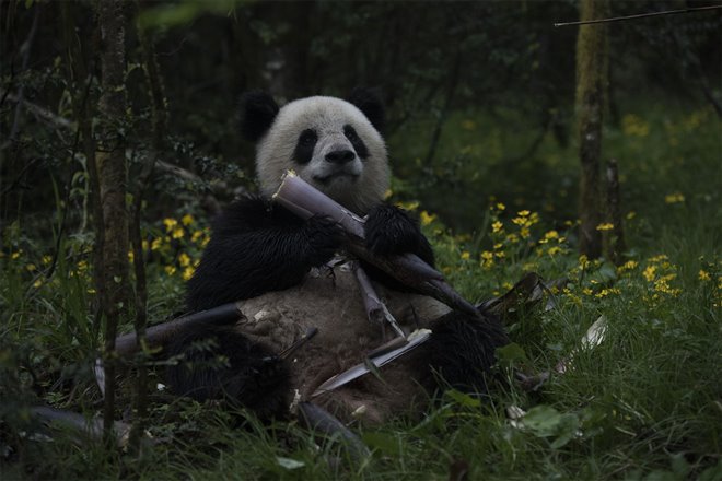 Pandas Photo 14 - Large