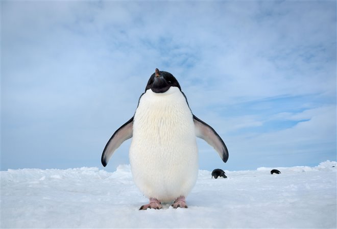 Penguins Photo 6 - Large