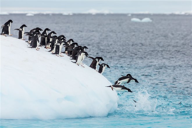 Penguins Photo 9 - Large