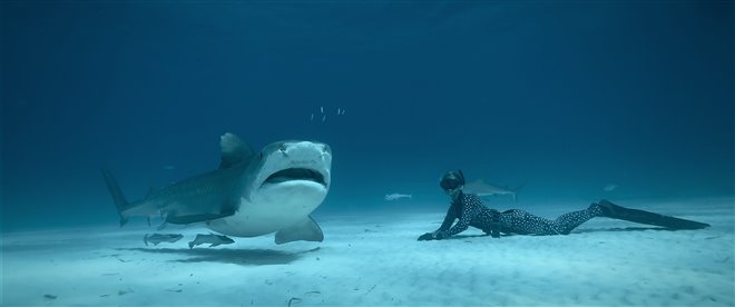 Shark Whisperer (Netflix) Photo 5 - Large