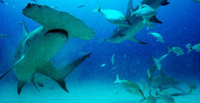 Sharkwater Extinction Photo 19 - Large