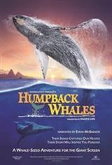 Humpback Whales Large Poster