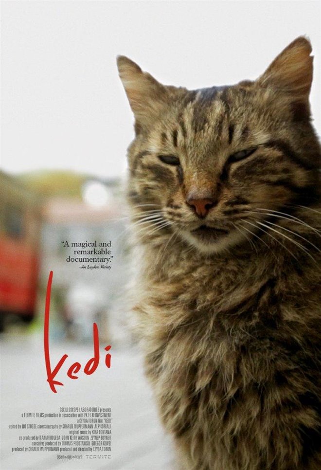 Kedi Large Poster