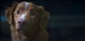 GOOD BOY Trailer Video Thumbnail