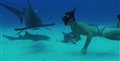 Sharkwater Extinction - Live Stream Announcement Video Thumbnail