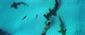 'Sharkwater Extinction' Trailer #2 Video Thumbnail