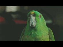 A Bird of the Air Trailer Video