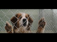 A Dog's Purpose Movie Clip - 