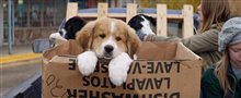 A Dog's Purpose - Official Trailer Video