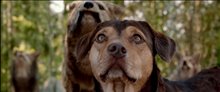 'A Dog's Way Home' Trailer Video