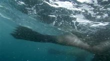 Adventures of the Penguin King Trailer Video