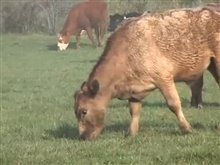 American Meat Trailer Video