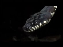 BEHIND THE SCENES OF SNAKES ON A PLANE: SNAKES ON SET Trailer Video