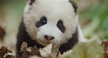Born in China - Earth Day Trailer Video