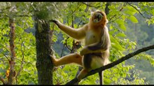 Born in China Movie Clip - 