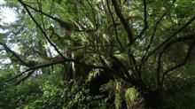 Call of the Forest: The Forgotten Wisdom of Trees - Official Trailer Video
